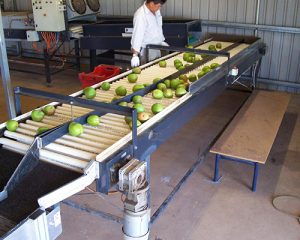 Fruit Conveyor belts manufacturer in Nagpur, Maharashtra, India